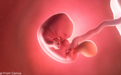 Why are womb sounds so important for brain development?